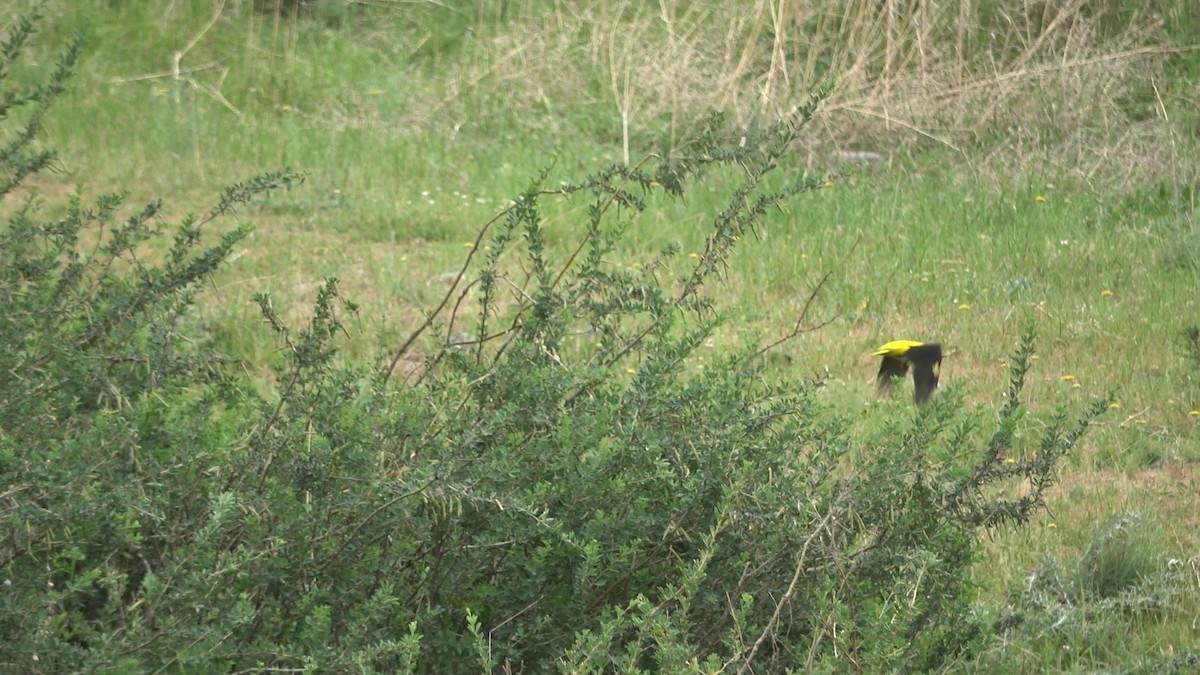 Indian Golden Oriole - ML635505103