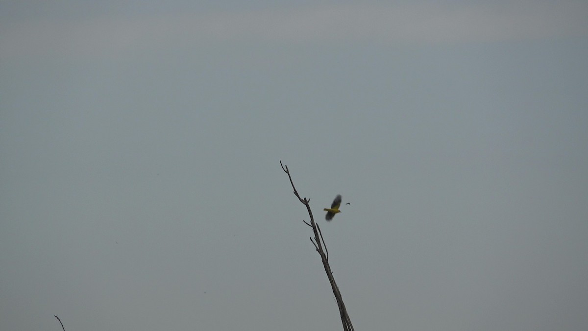 Indian Golden Oriole - ML635505104