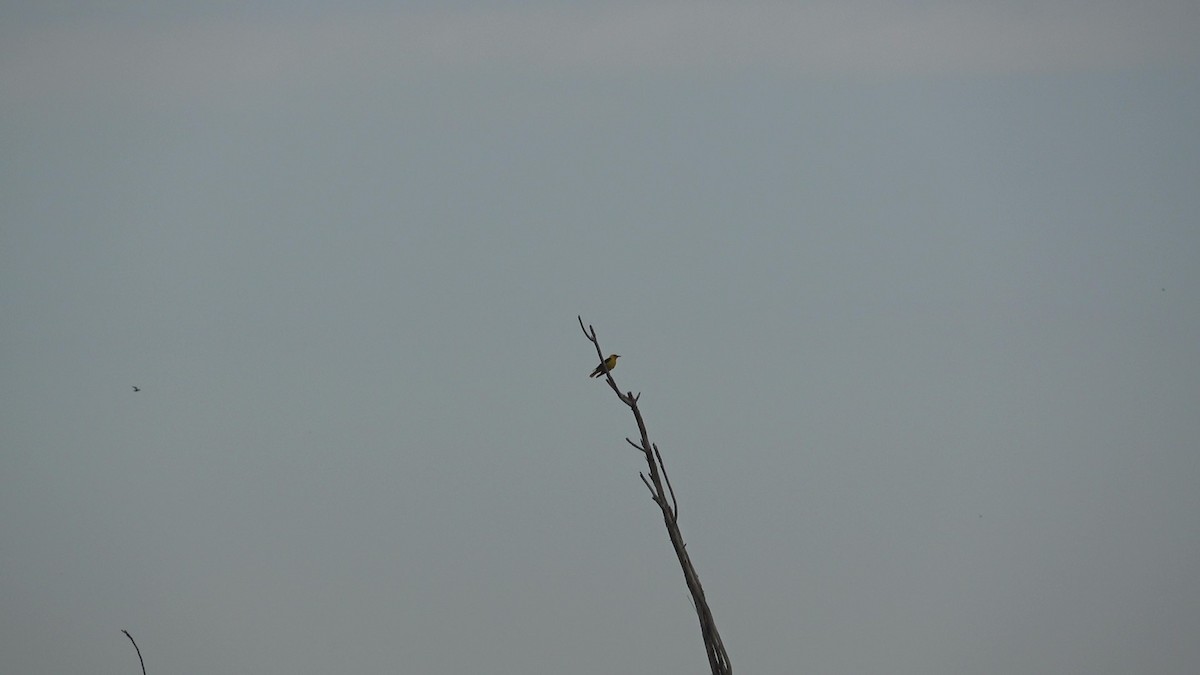 Indian Golden Oriole - ML635505110