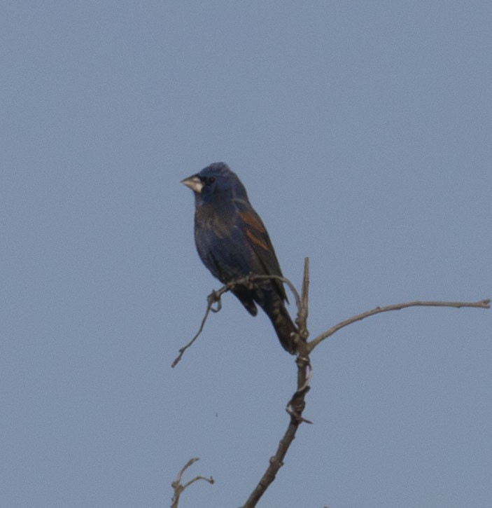 ルリイカル - ML635505187