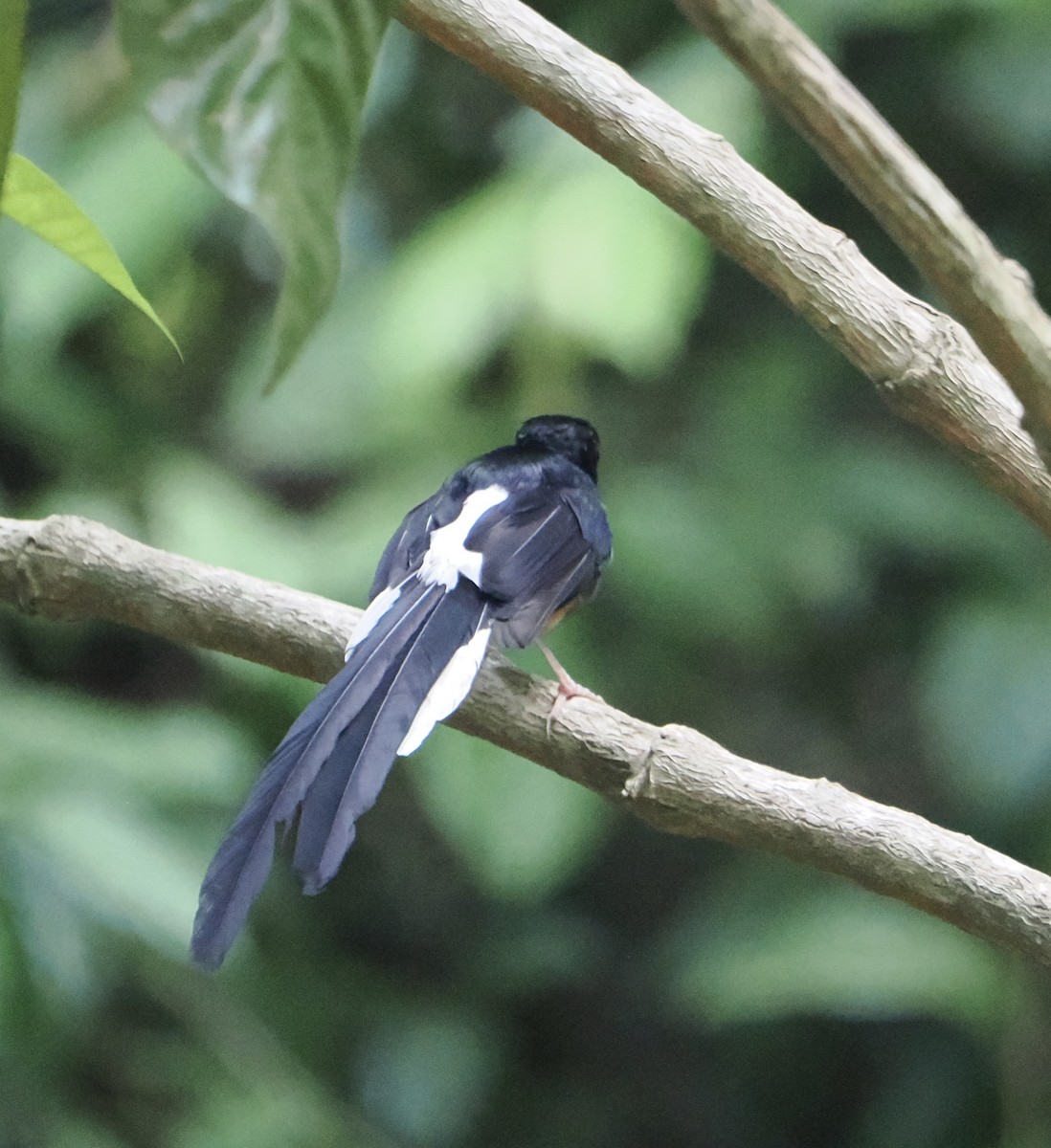 White-rumped Shama - ML635505195