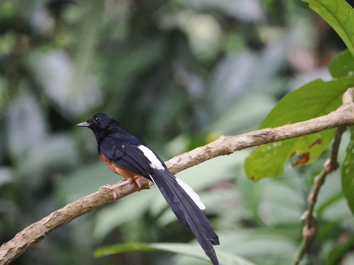 White-rumped Shama - ML635505197