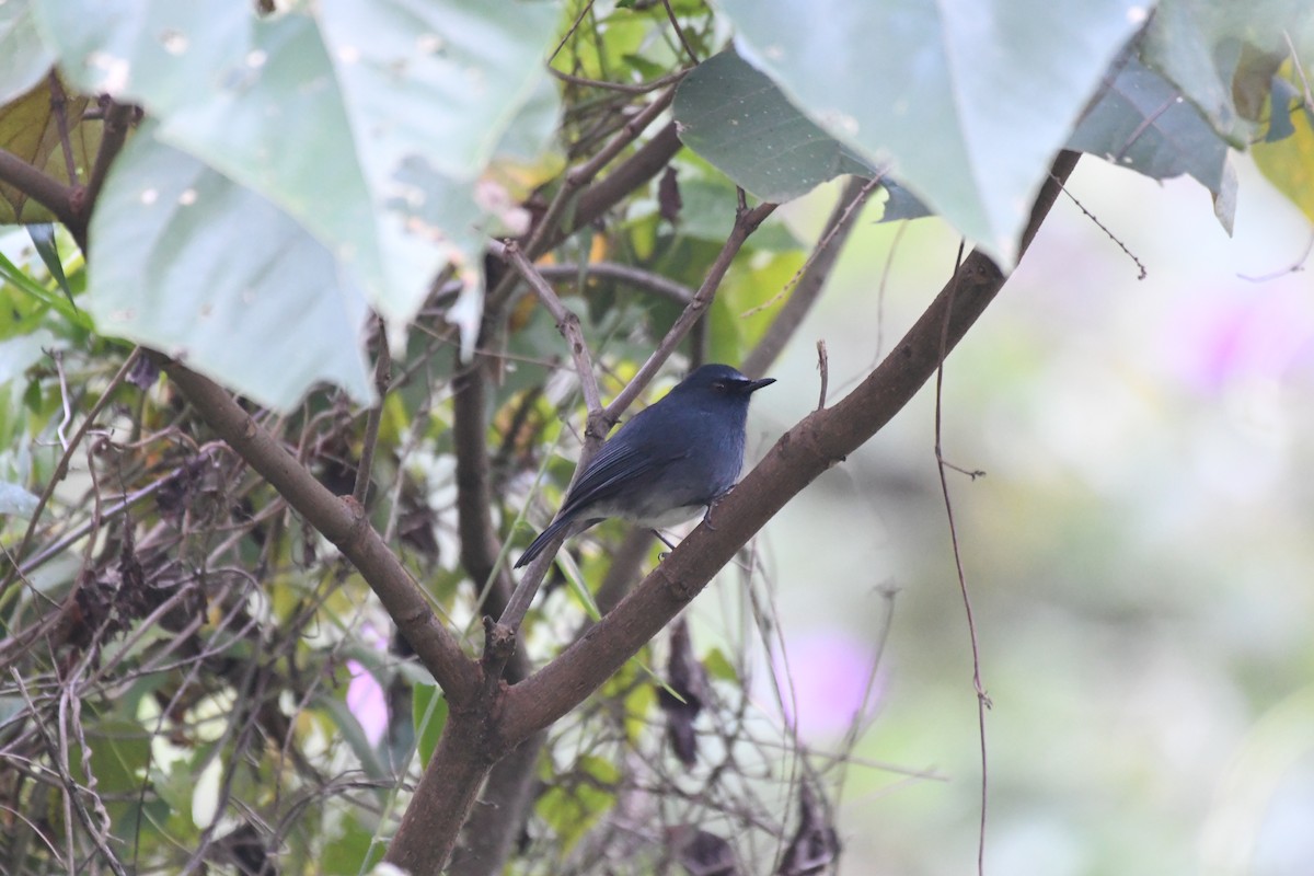 White-bellied Sholakili - ML635505269