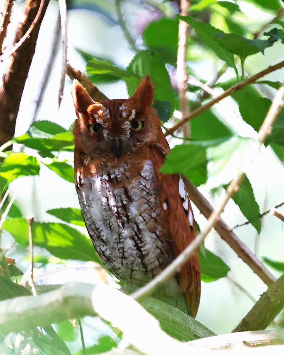 Indian Scops-Owl - ML635505390