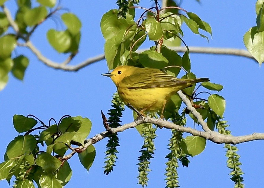 Northern Yellow Warbler - ML635505396
