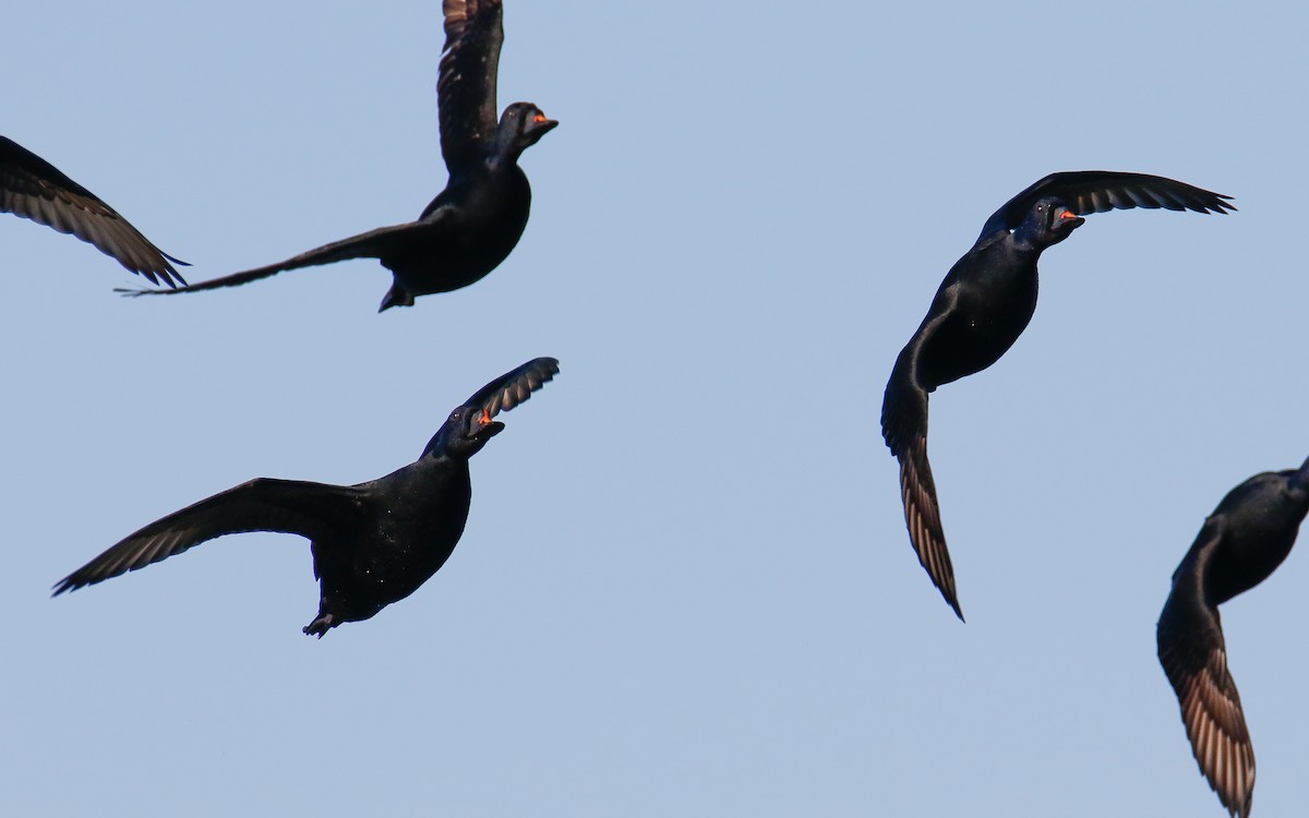 Common Scoter - ML635505422