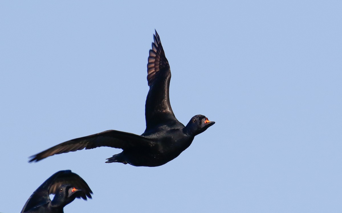 Common Scoter - ML635505423