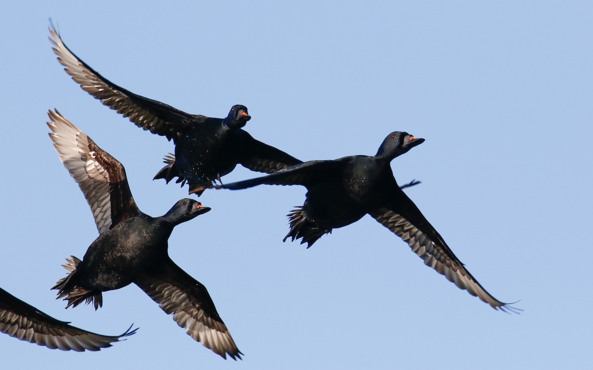 Common Scoter - ML635505424