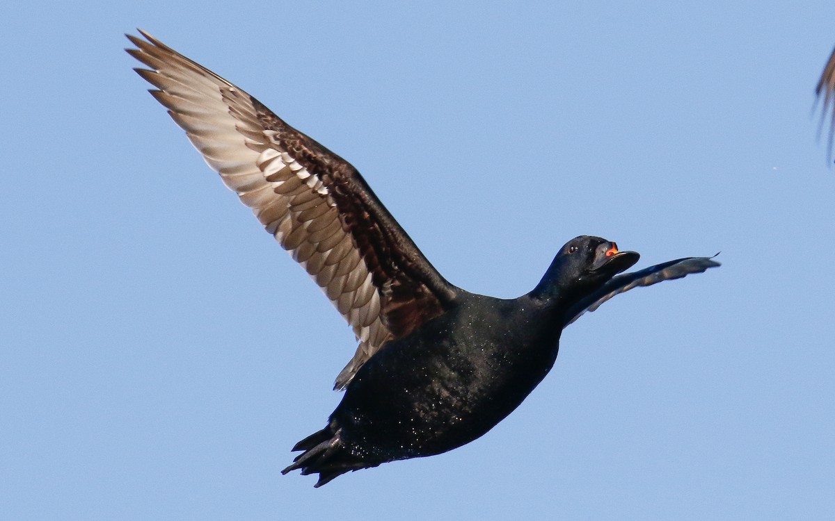 Common Scoter - ML635505425