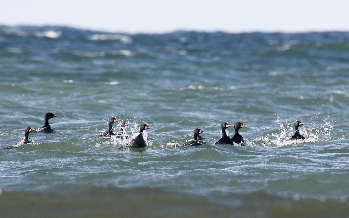 Common Scoter - ML635505427