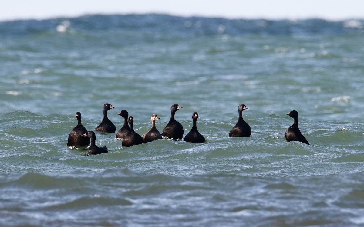 Common Scoter - ML635505428