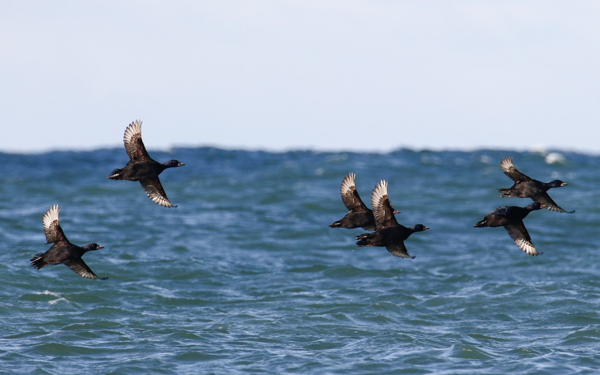 Common Scoter - ML635505429