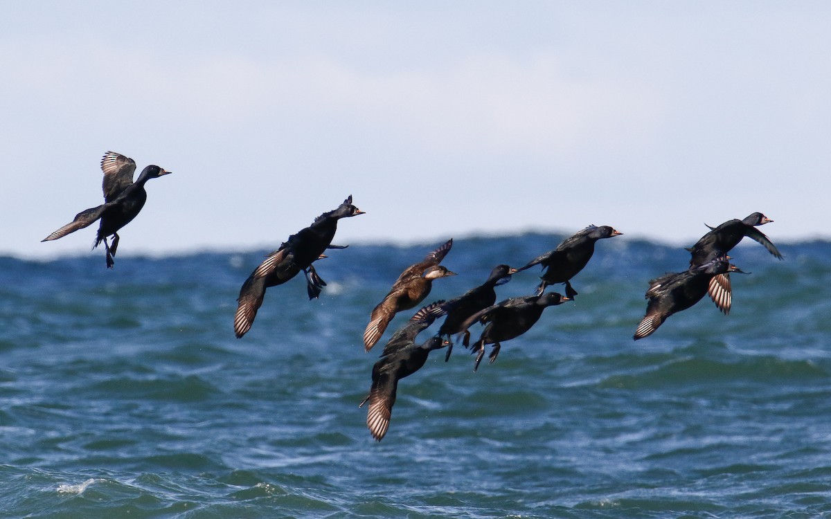 Common Scoter - ML635505432
