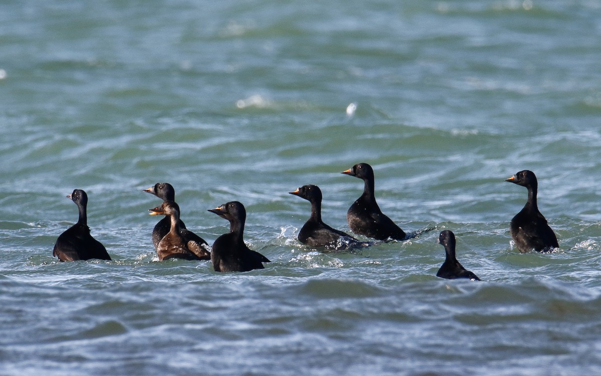 Common Scoter - ML635505433