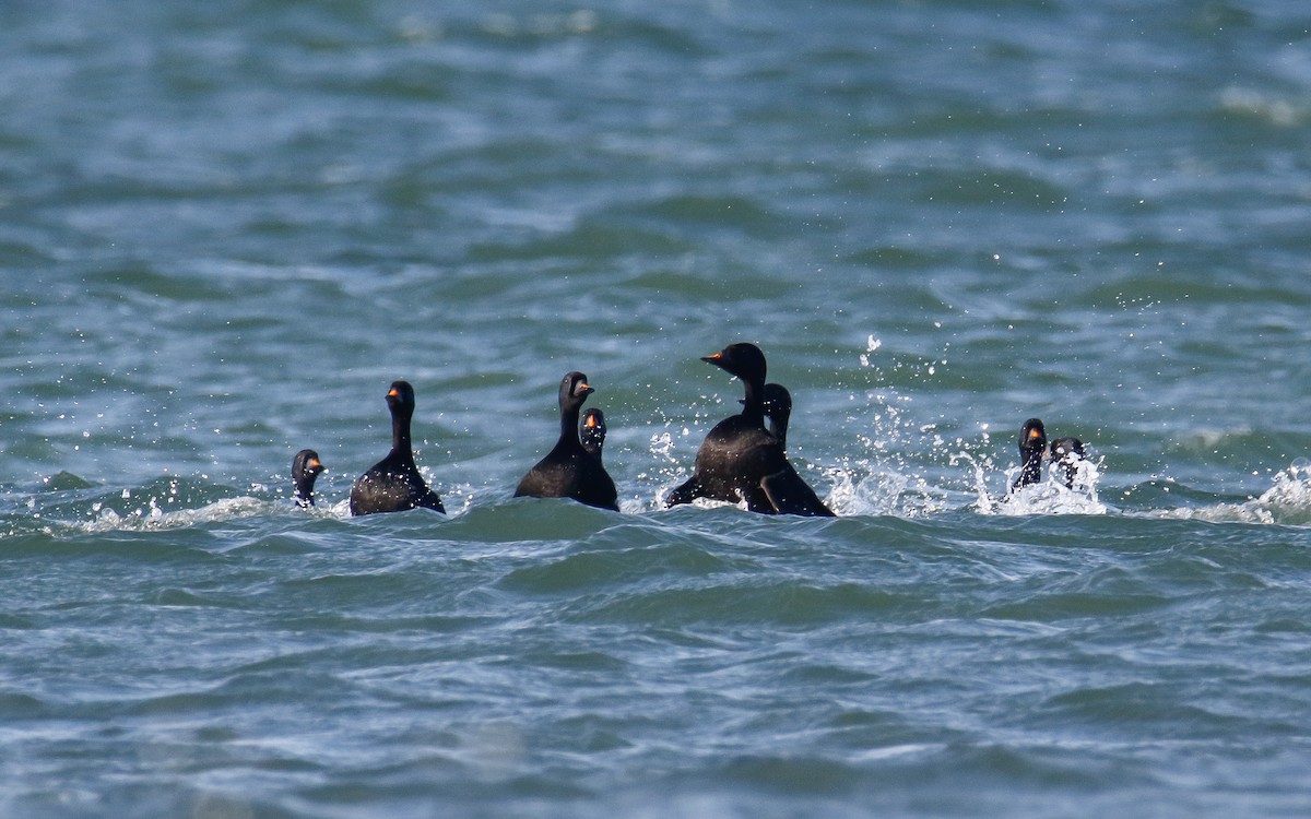 Common Scoter - ML635505434