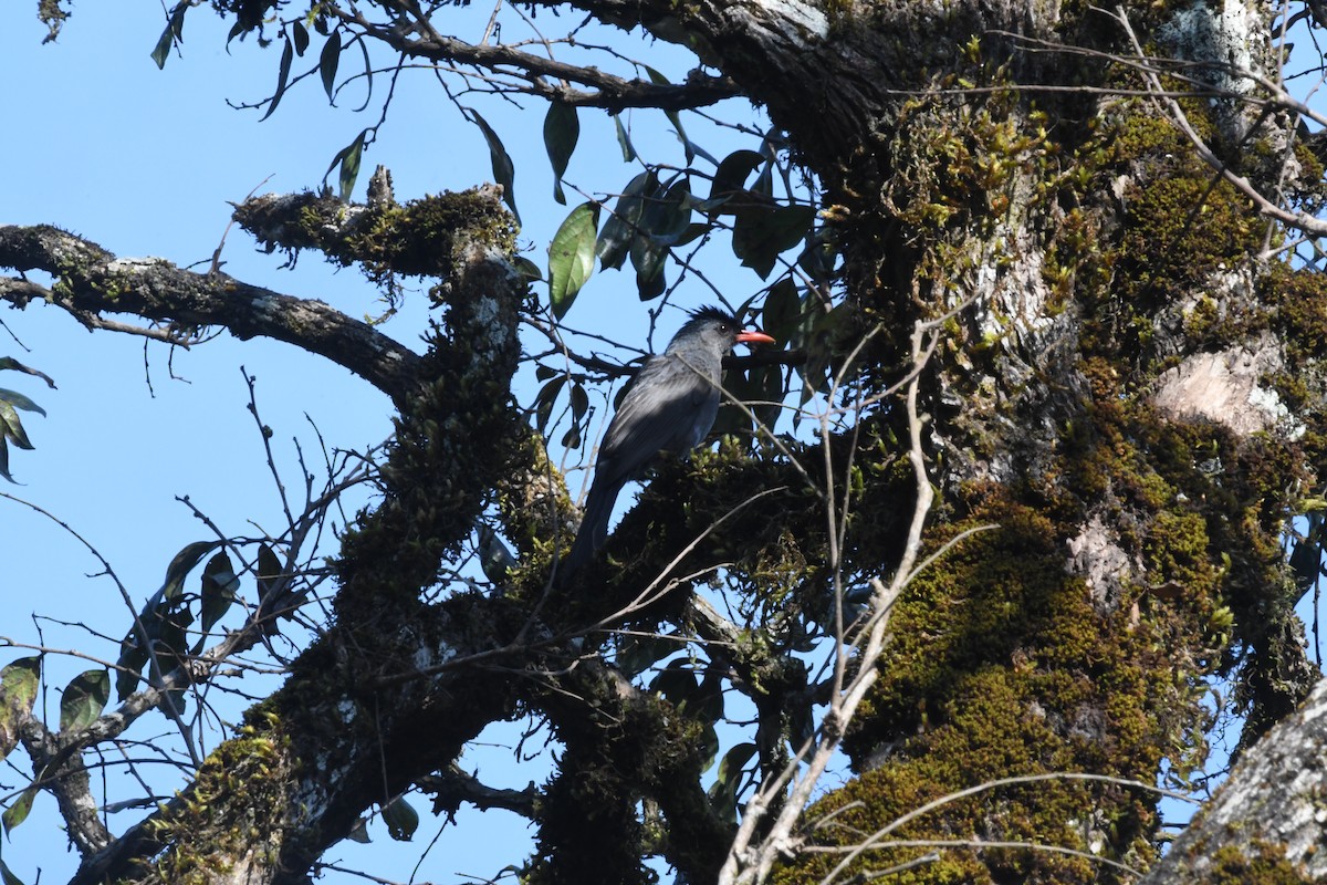 Square-tailed Bulbul - ML635505445