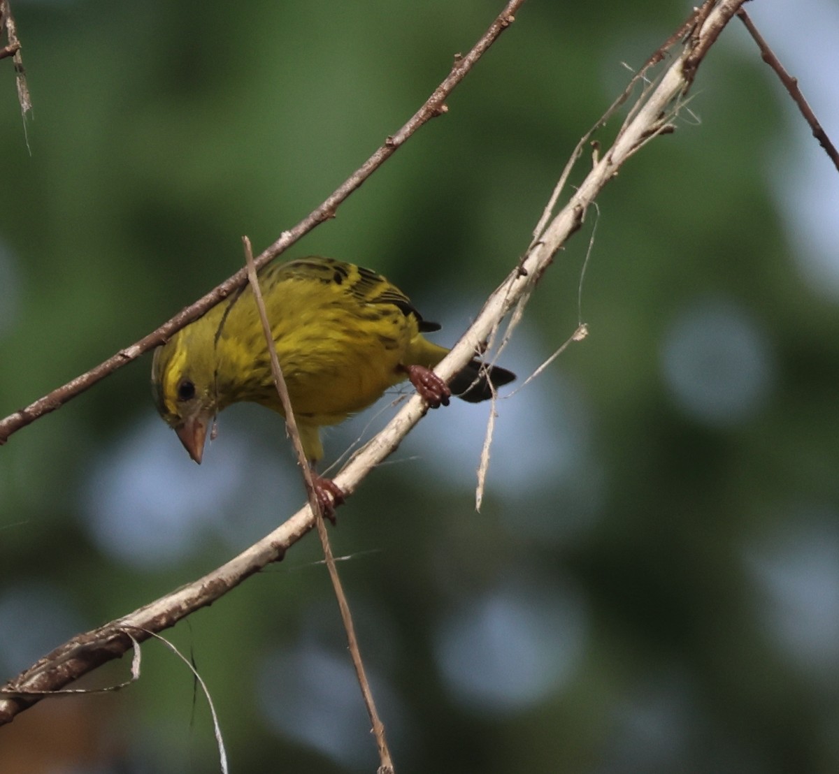 African Citril - ML635505493