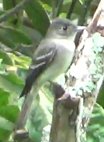 Eastern Wood-Pewee - ML635505509