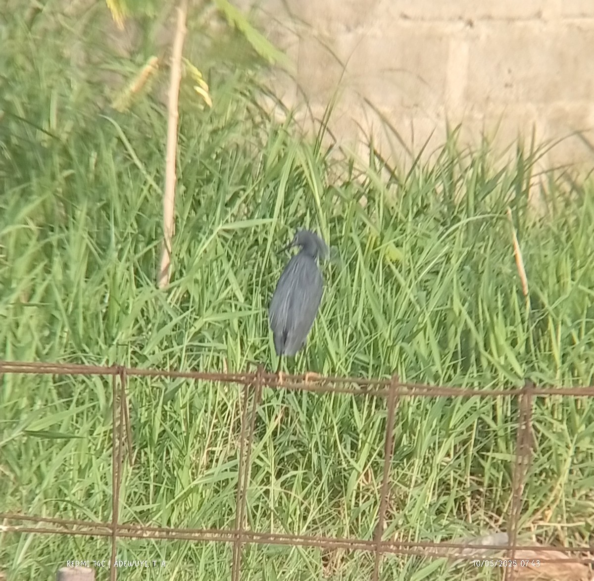 Black Heron - ML635505590
