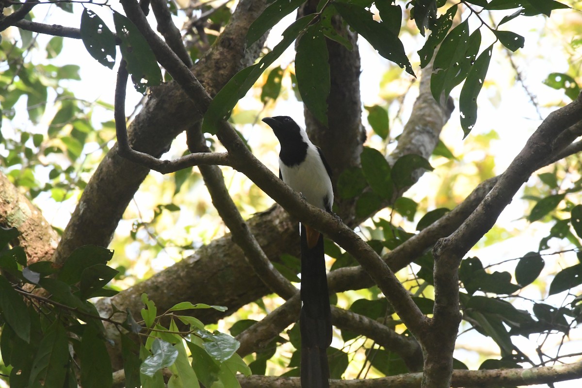White-bellied Treepie - ML635505595
