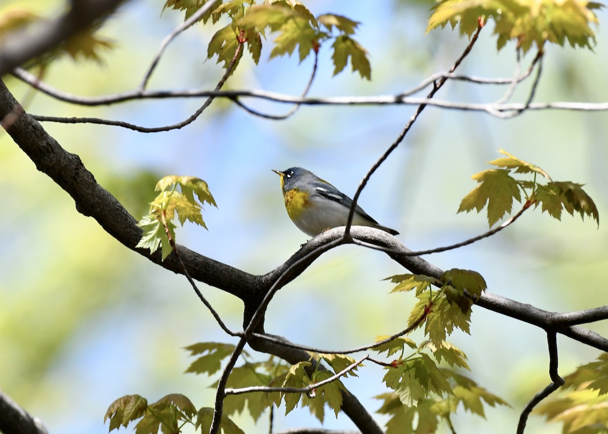 Northern Parula - ML635505645