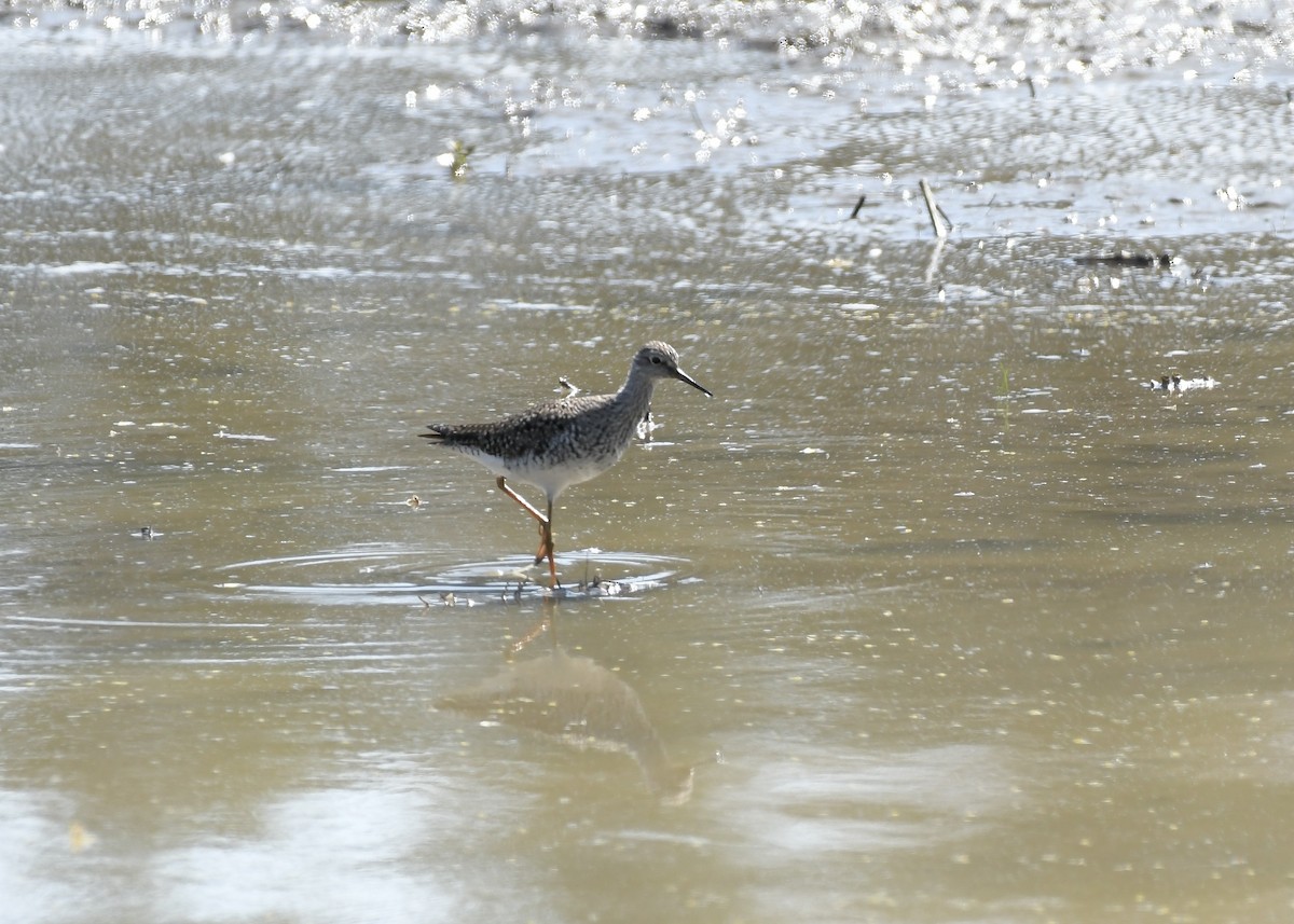 Lesser Yellowlegs - ML635505659