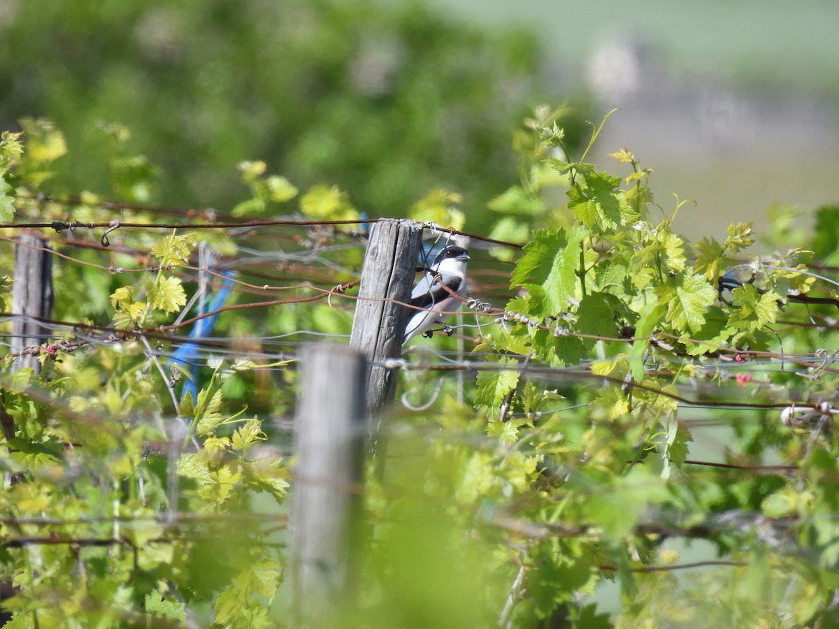 Lesser Gray Shrike - ML635505711