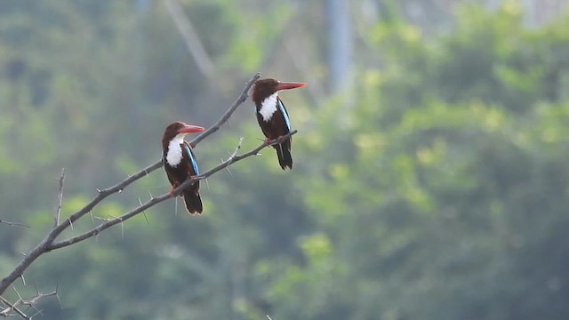 White-throated Kingfisher - ML635505759