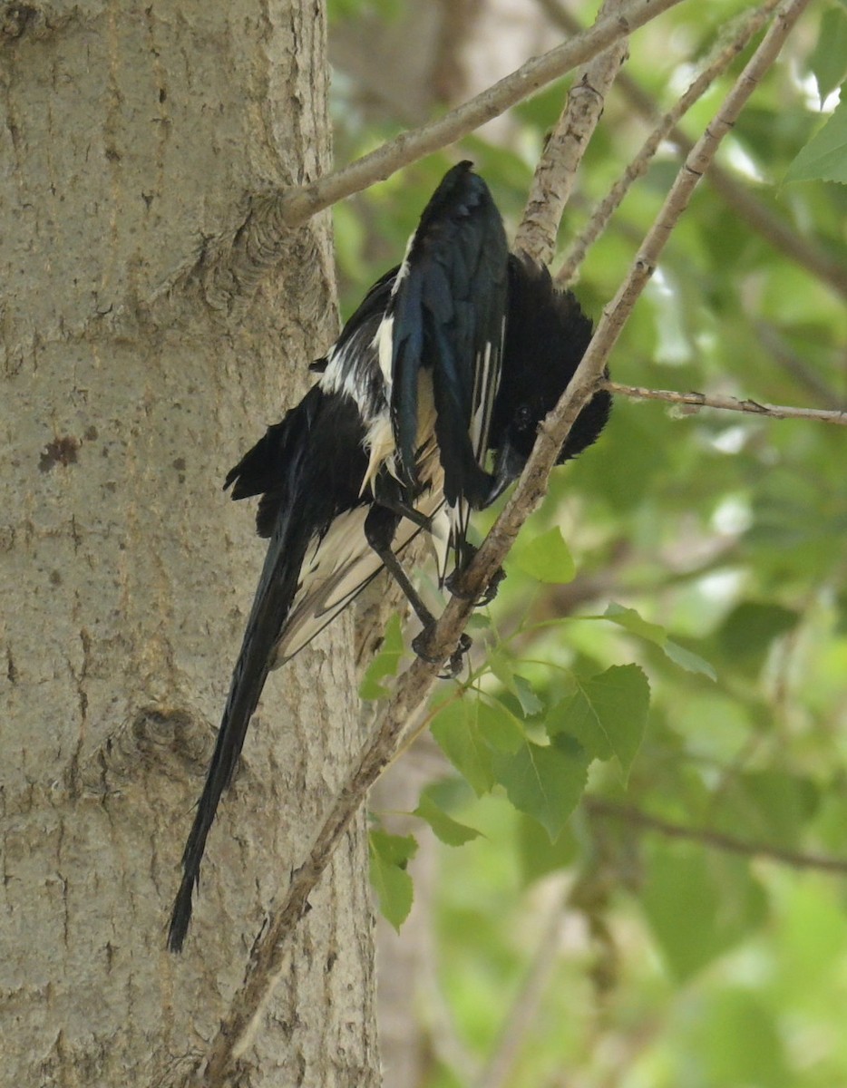 Oriental Magpie - ML635505868
