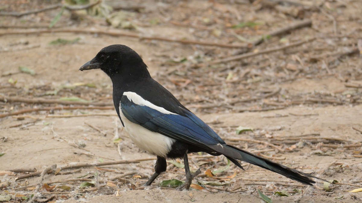 Oriental Magpie - ML635505869