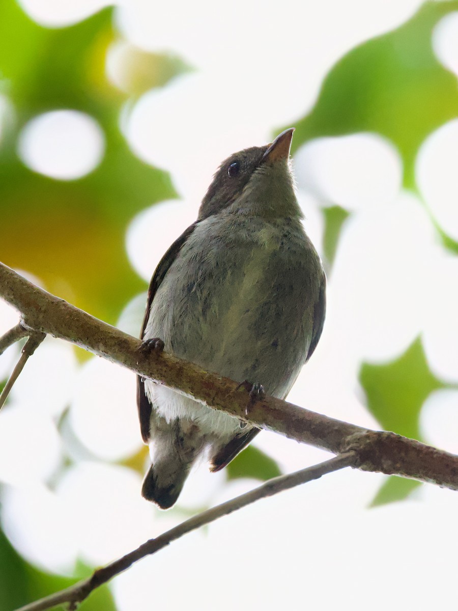 Bicolored Flowerpecker - ML635505934