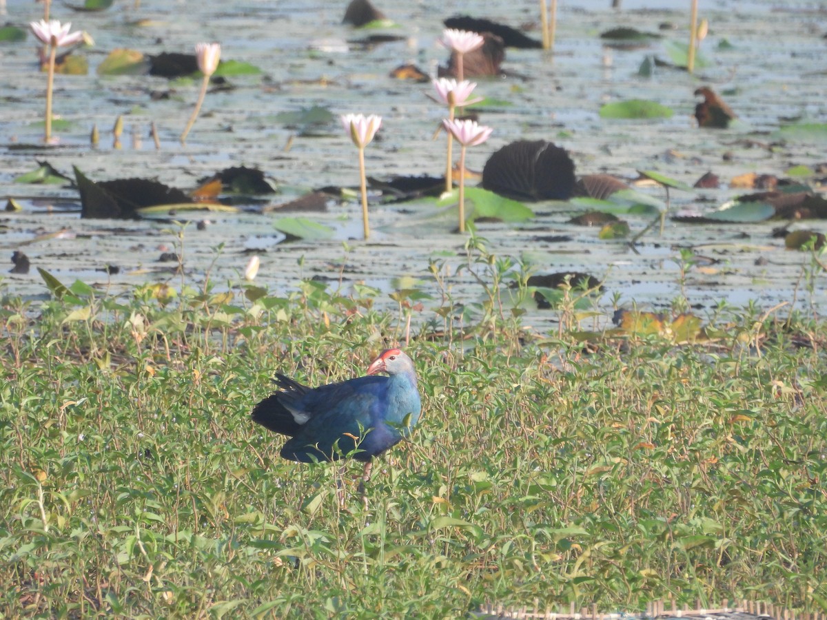 Gray-headed Swamphen - ML635505966