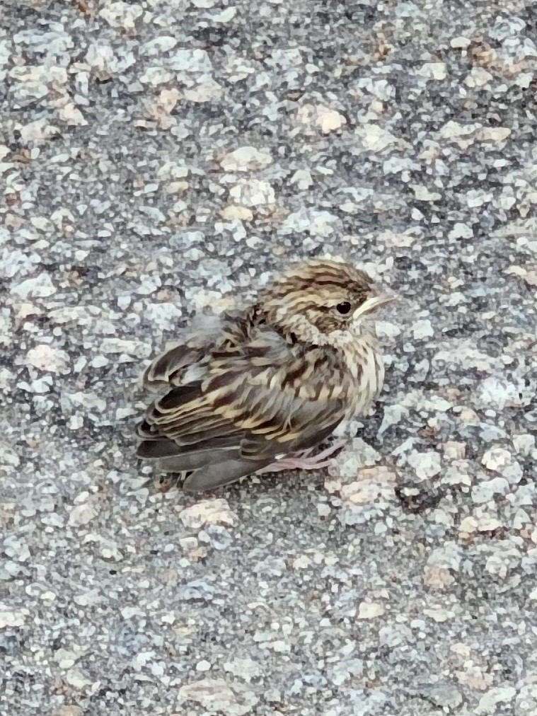 Chipping Sparrow - ML635505975