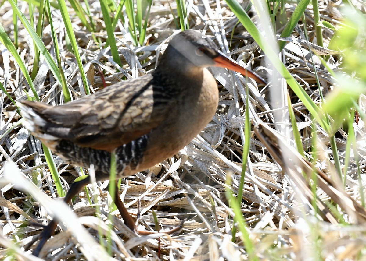 Virginia Rail - ML635506001