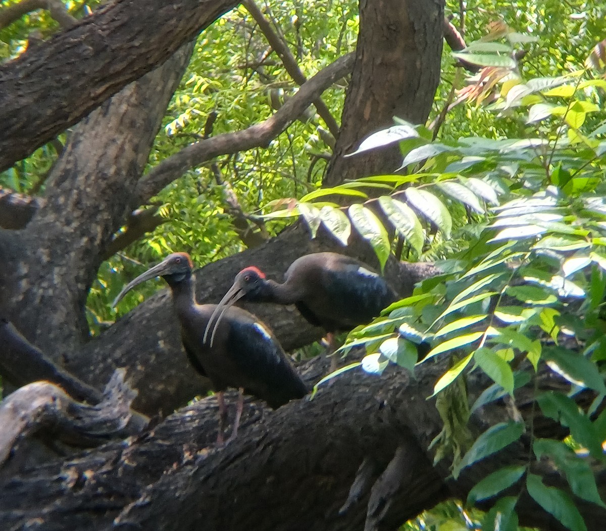Red-naped Ibis - ML635506106