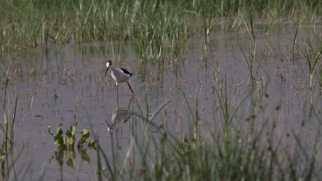 Black-winged Stilt - ML635506109