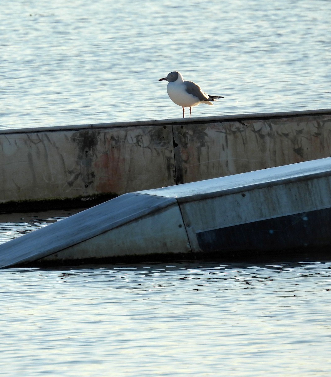 Gray-hooded Gull - ML635506110