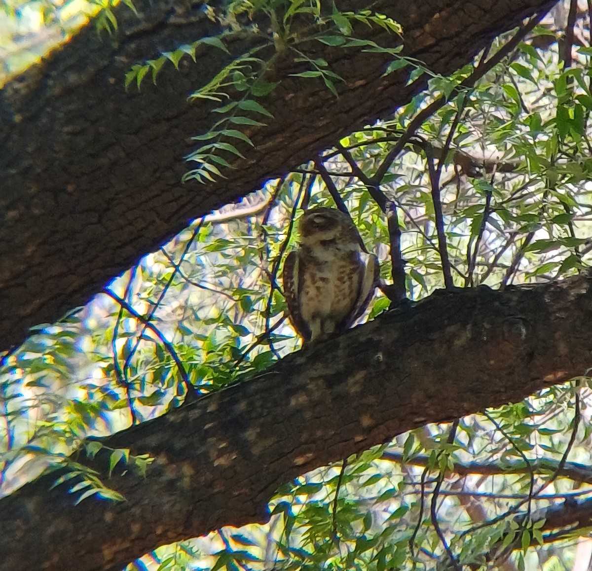 Spotted Owlet - ML635506163