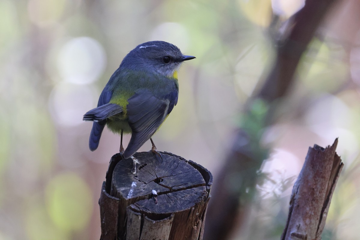 Eastern Yellow Robin - ML635506173
