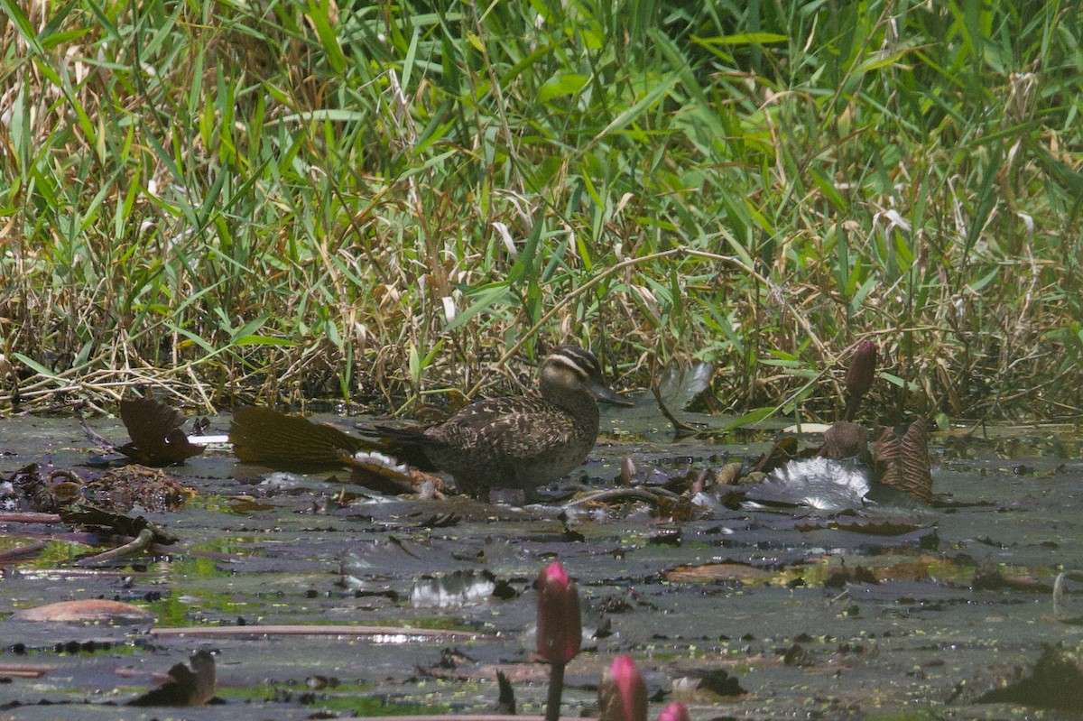 Masked Duck - ML635506174