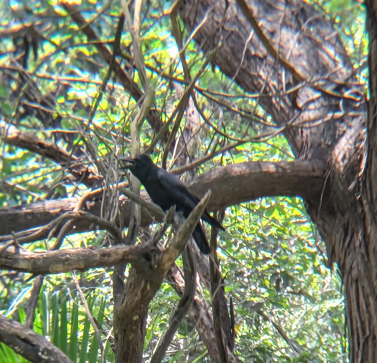 Large-billed Crow - ML635506194