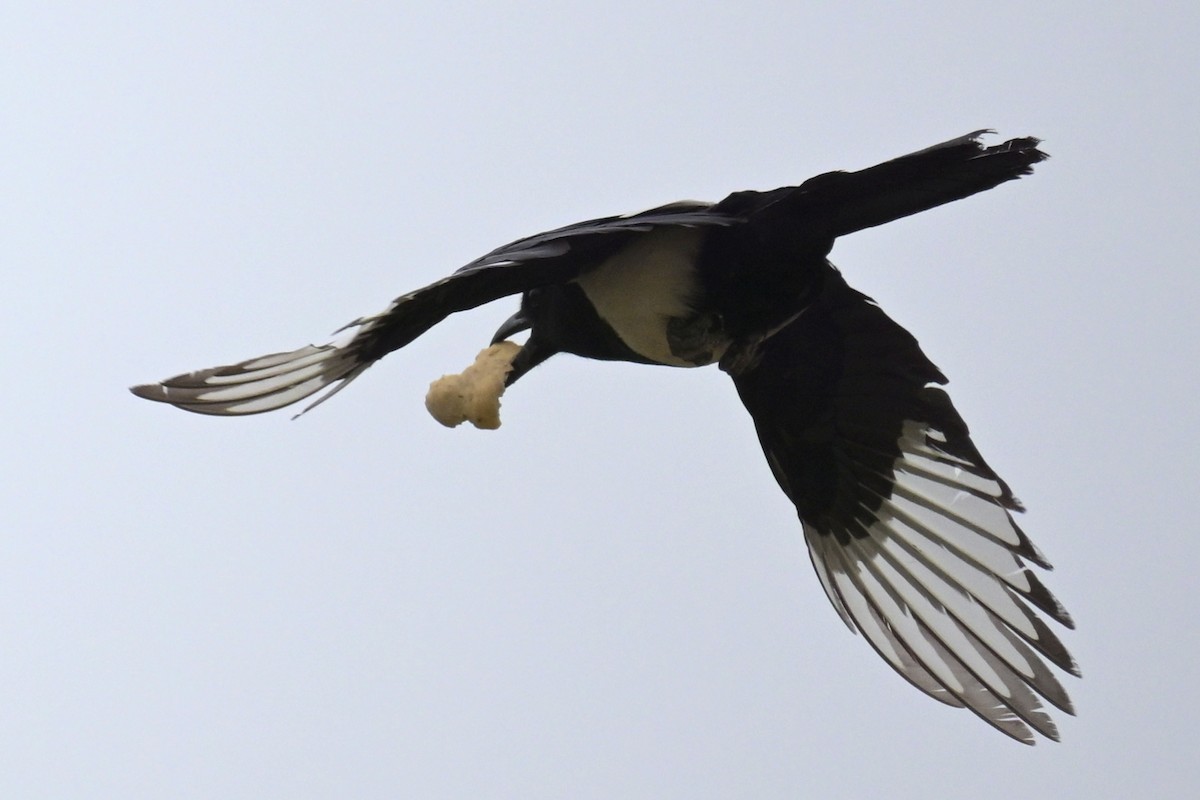 Oriental Magpie - ML635506266