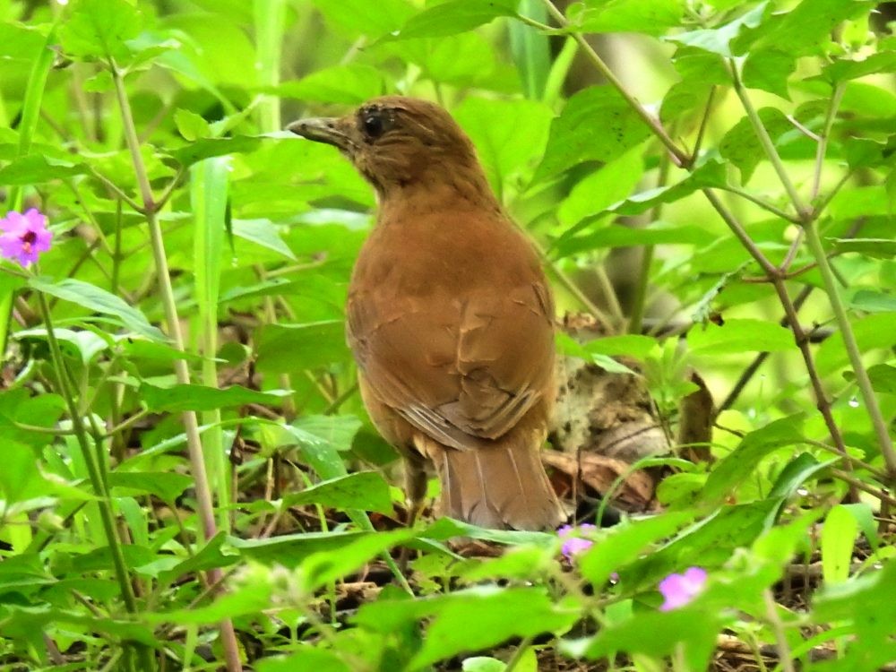 Cocoa Thrush - ML635506291
