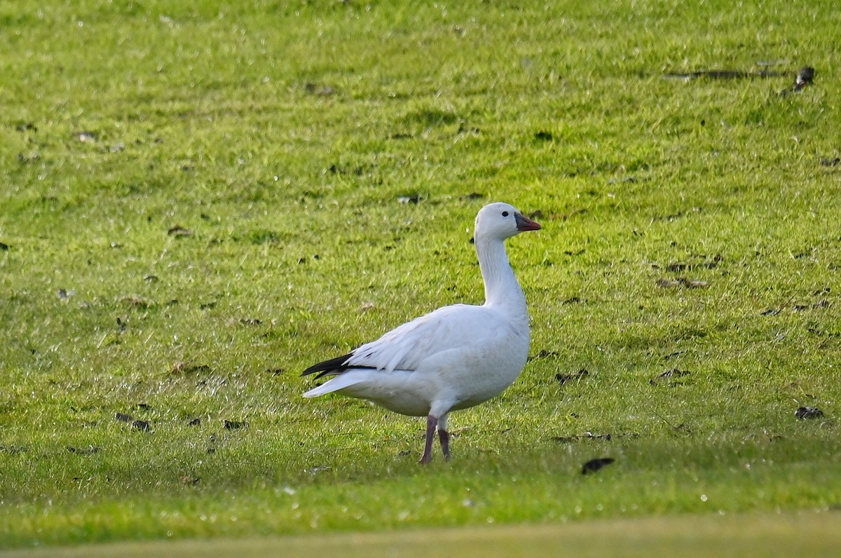 Ross's Goose - ML635506317