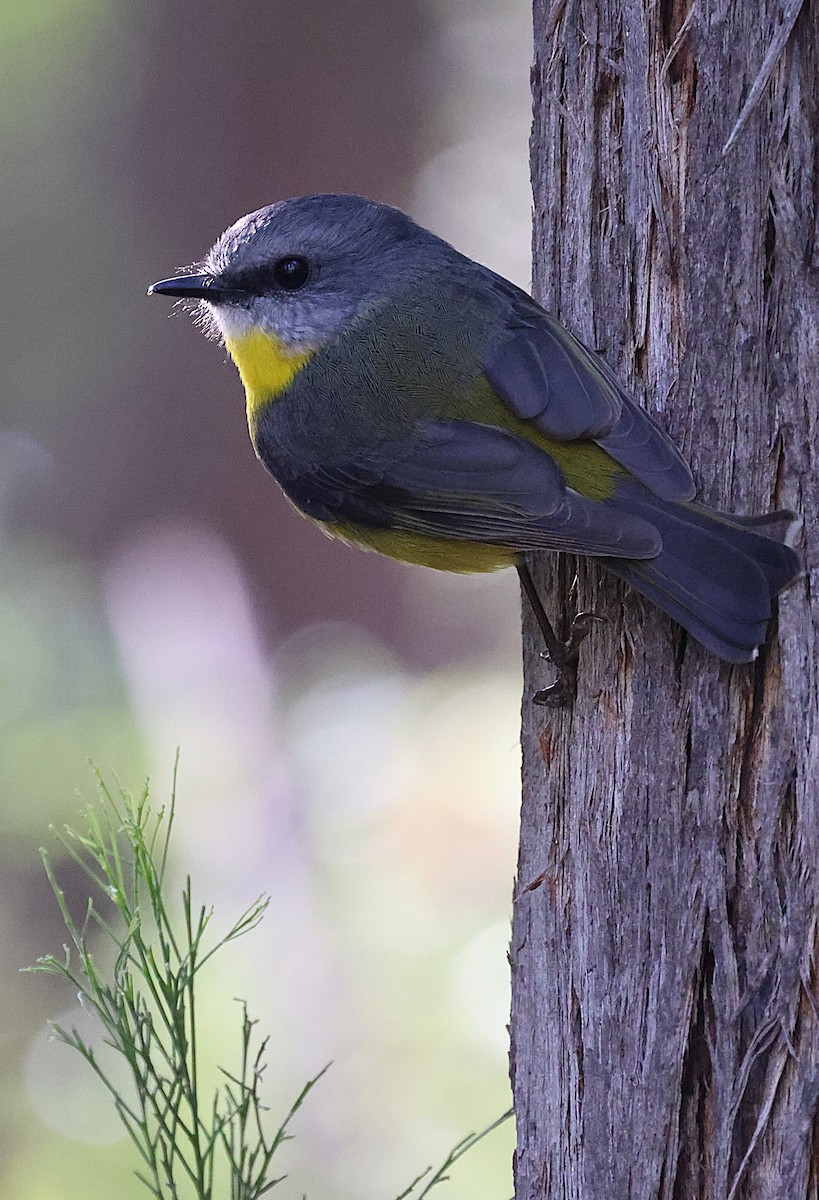 Eastern Yellow Robin - ML635506357