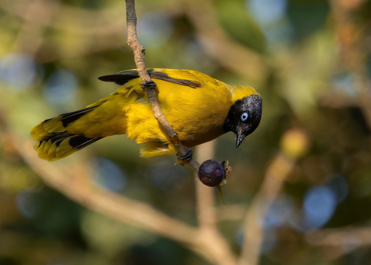 Black-headed Bulbul - ML635506398