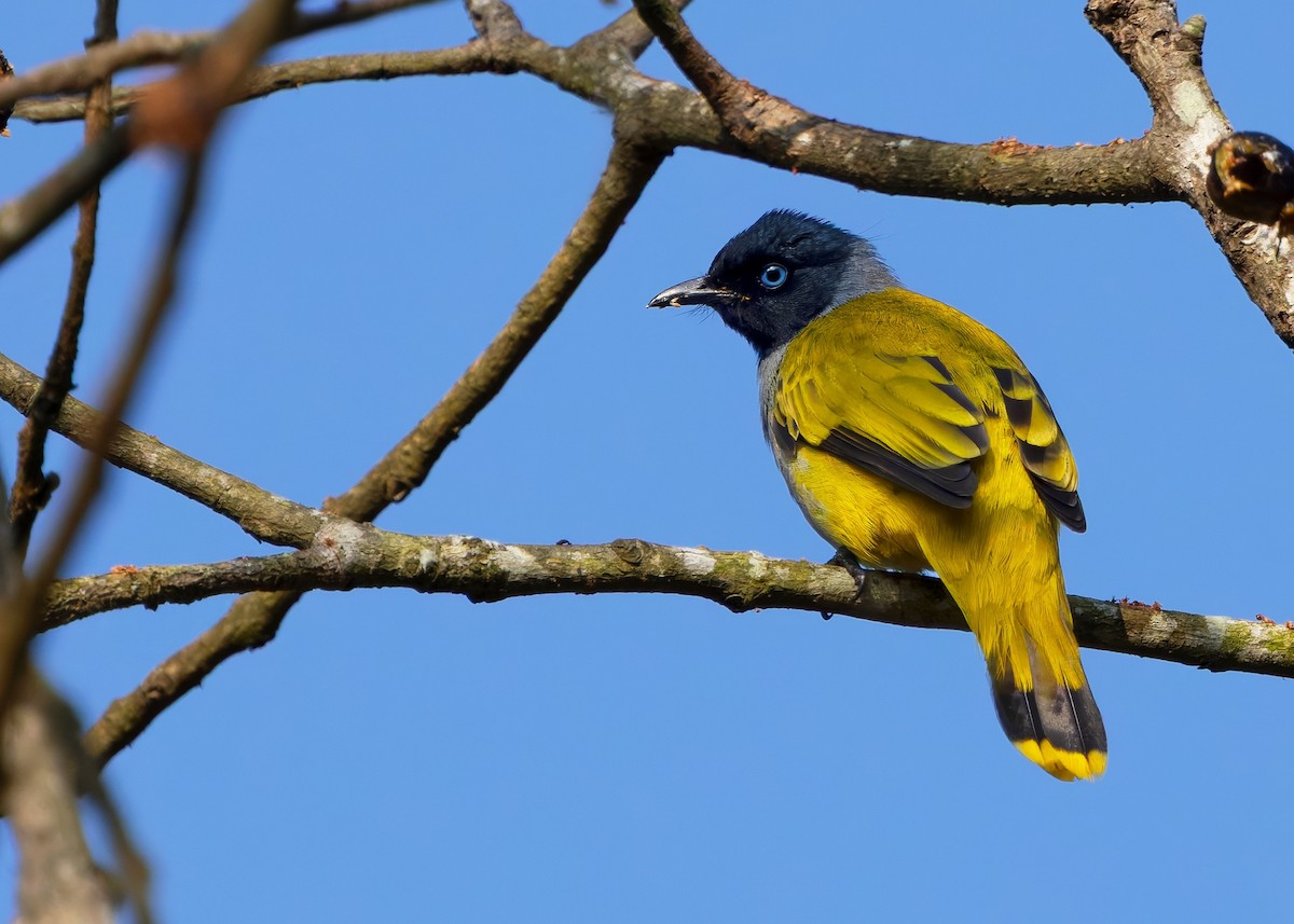 Black-headed Bulbul - ML635506399