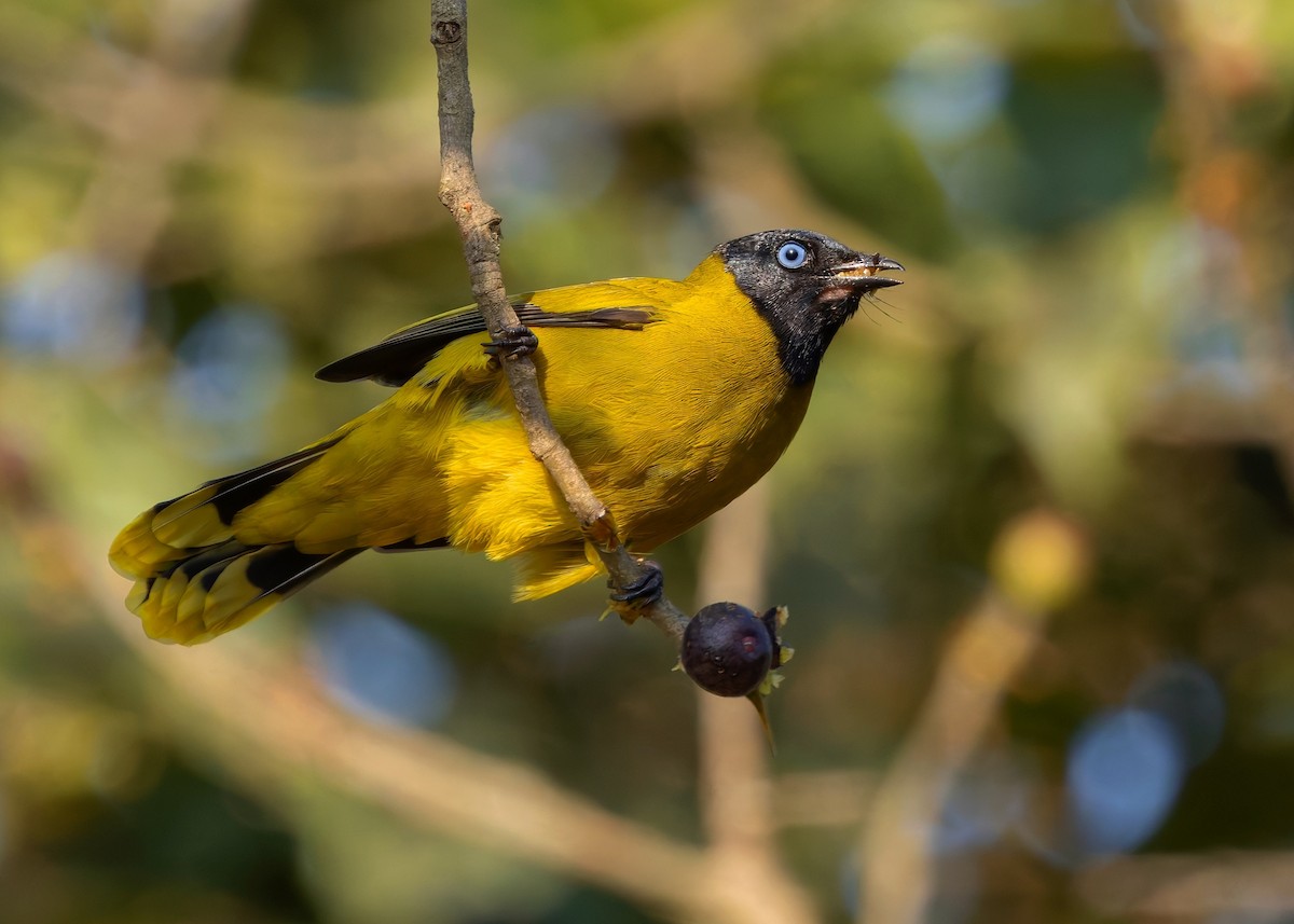 Black-headed Bulbul - ML635506400