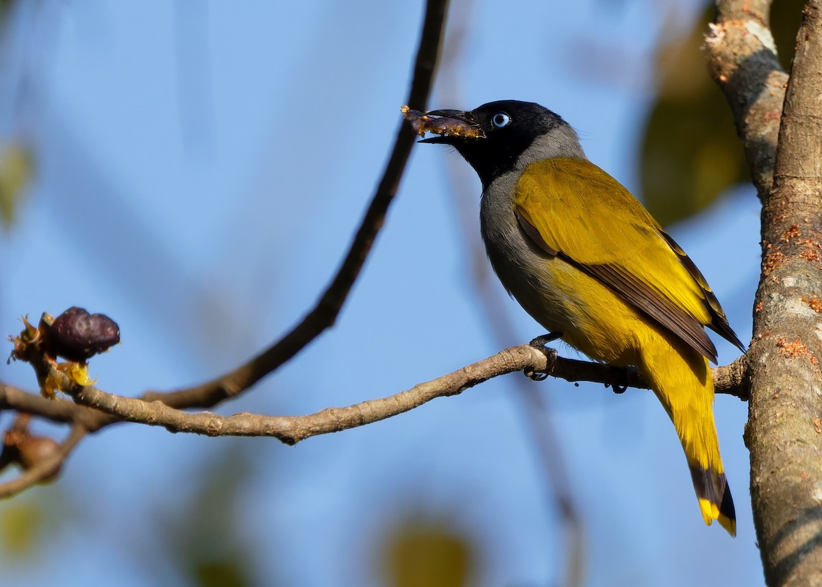 Black-headed Bulbul - ML635506401