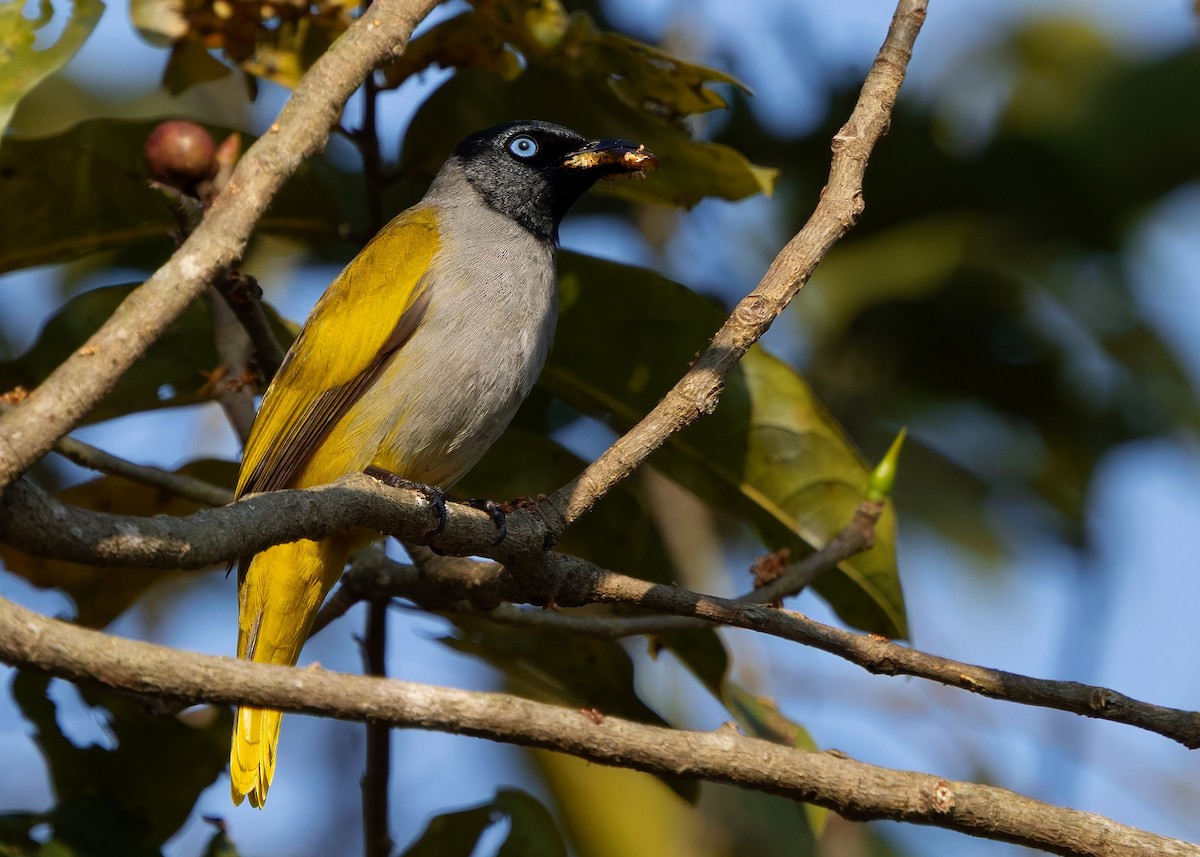 Black-headed Bulbul - ML635506402